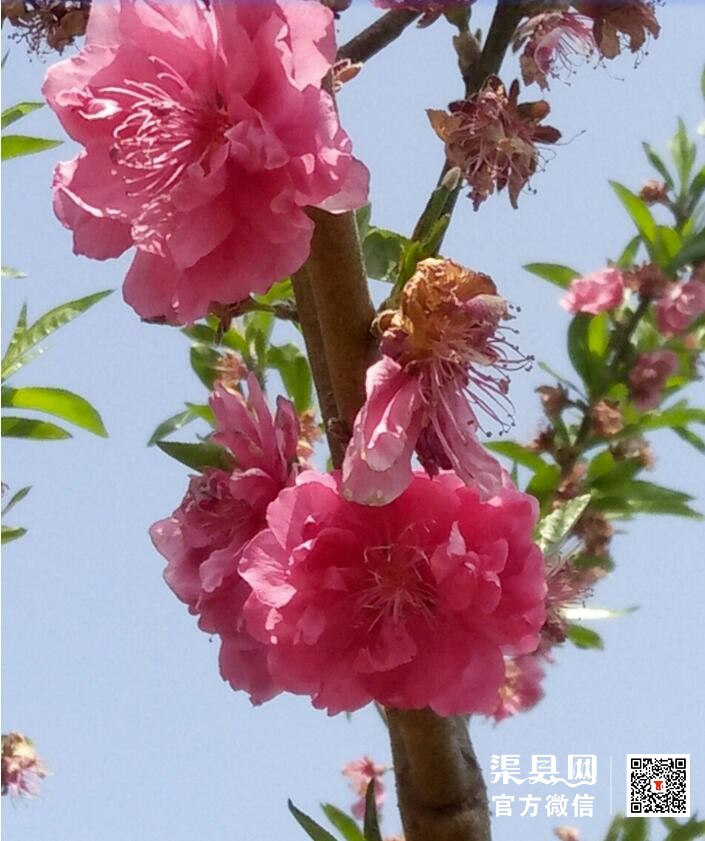 QQ截图20210513165345.jpg