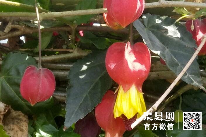 QQ截图20210513165337.jpg