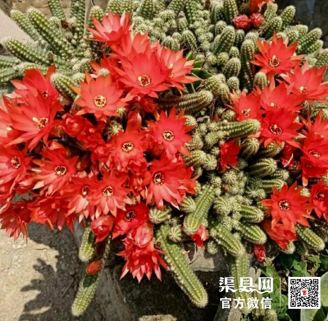 QQ截图20210513165328.jpg