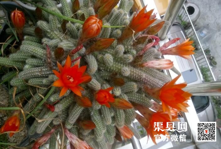QQ截图20210513165321.jpg