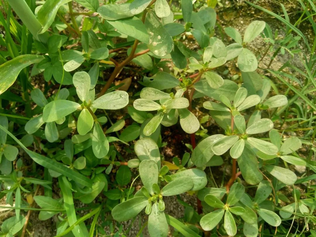 维生素 C 是西梅的 16 倍，还高钙高蛋白质！这种“长寿菜”现在吃正好