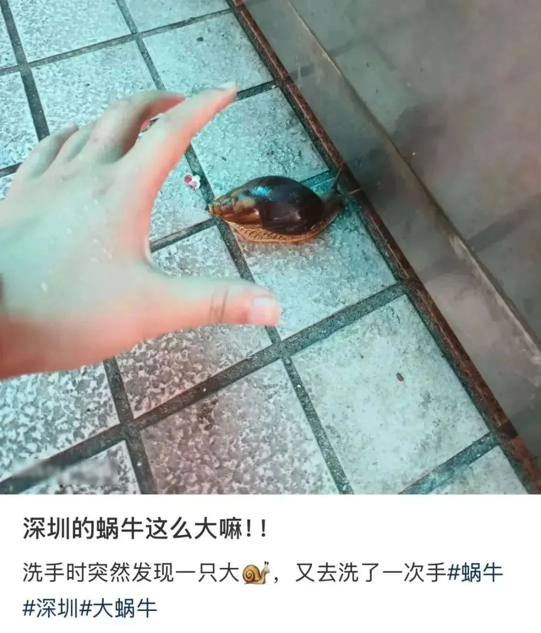 雨后遇到这种大蜗牛，别碰！赶紧远离！