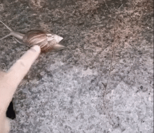 640?wx_fmt=gif&from=appmsg
