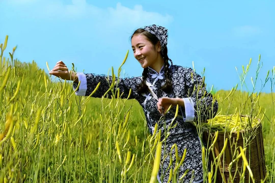 四川渠县黄花“身价”上涨 今年综合产值有望突破10亿元