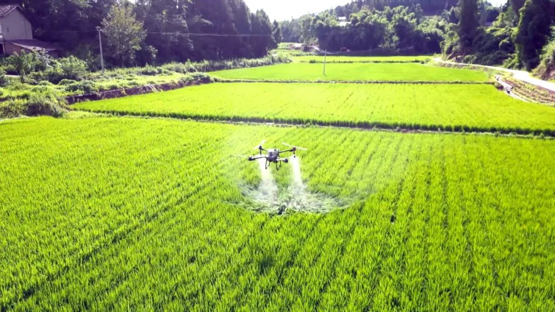 渠县：科技智防无人机护航水稻破口期健康生长