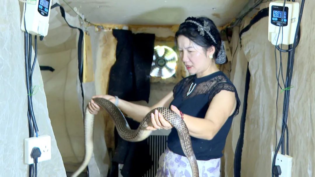 渠县：特“蛇”养殖拓开致富路