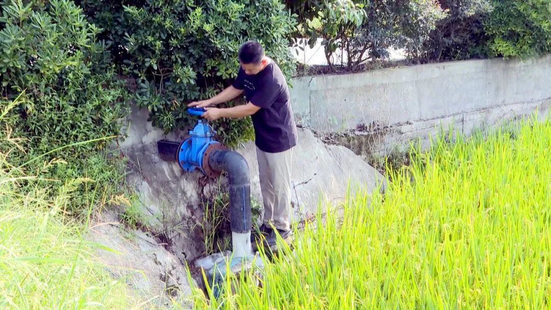 有庆镇水稻“解渴”忙  灌溉保丰收