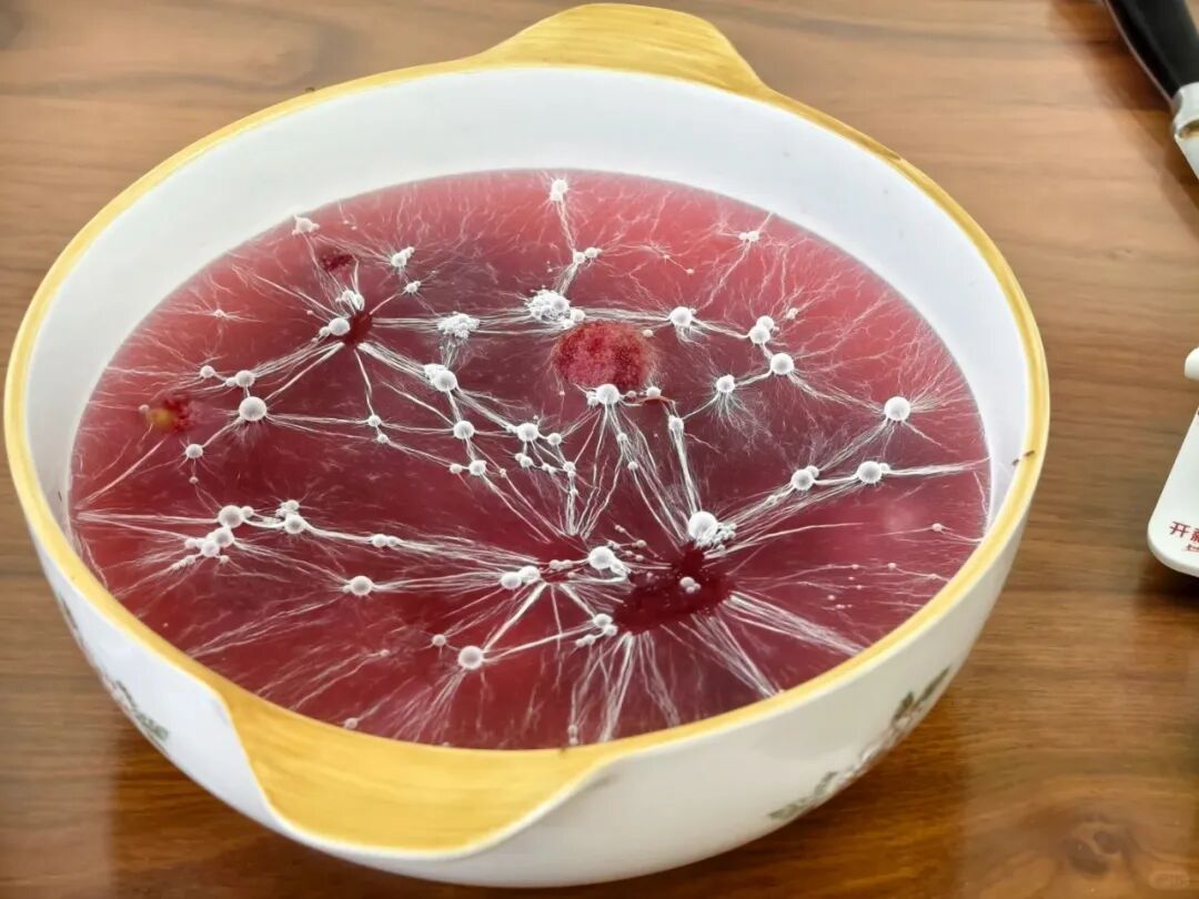 杨梅泡水几天成这样了，白色的是什么？