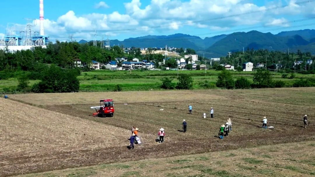 渠县：土地不休耕 油菜播种忙
