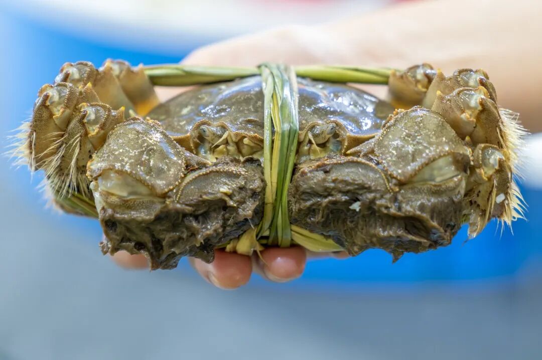 刚死不久的螃蟹，还能吃吗？