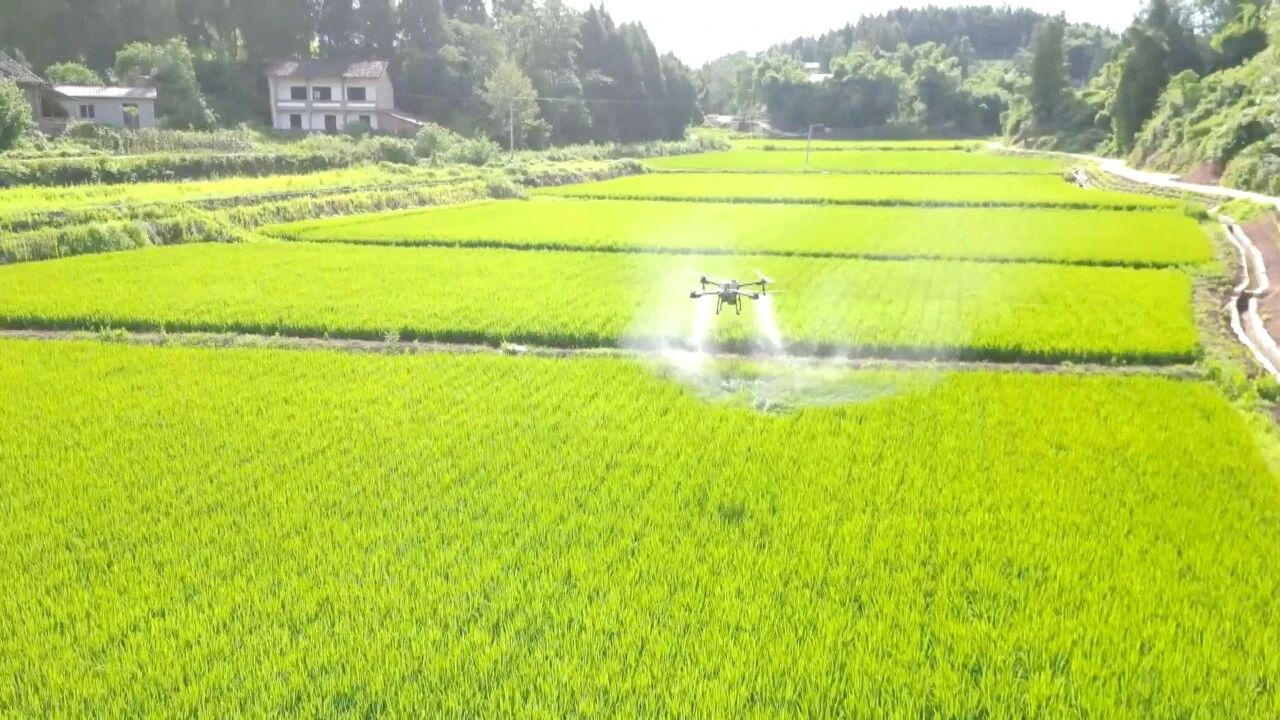科技赋能水稻全程生产 打造“巴渠粮仓”新图景
