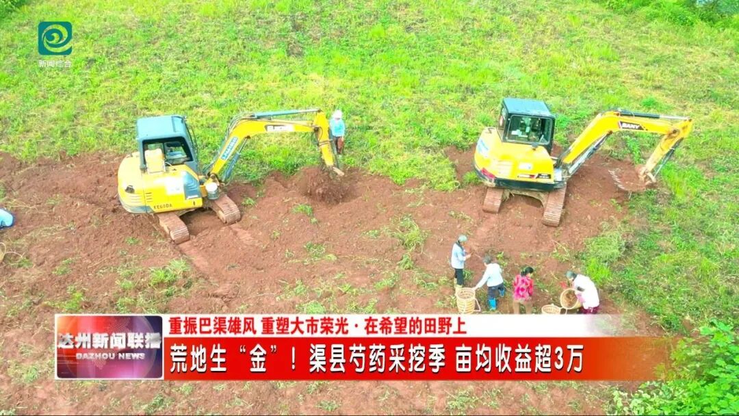 荒地生“金”！渠县芍药采挖季 亩均收益超3万