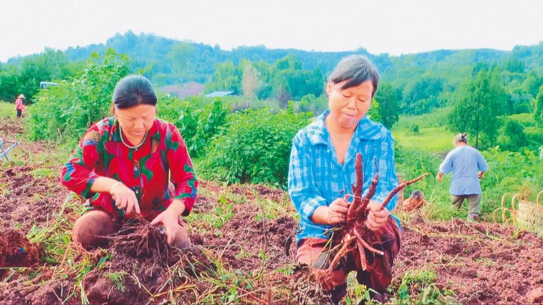 亩均收益超3万元！渠县4000亩芍药迎来采挖季