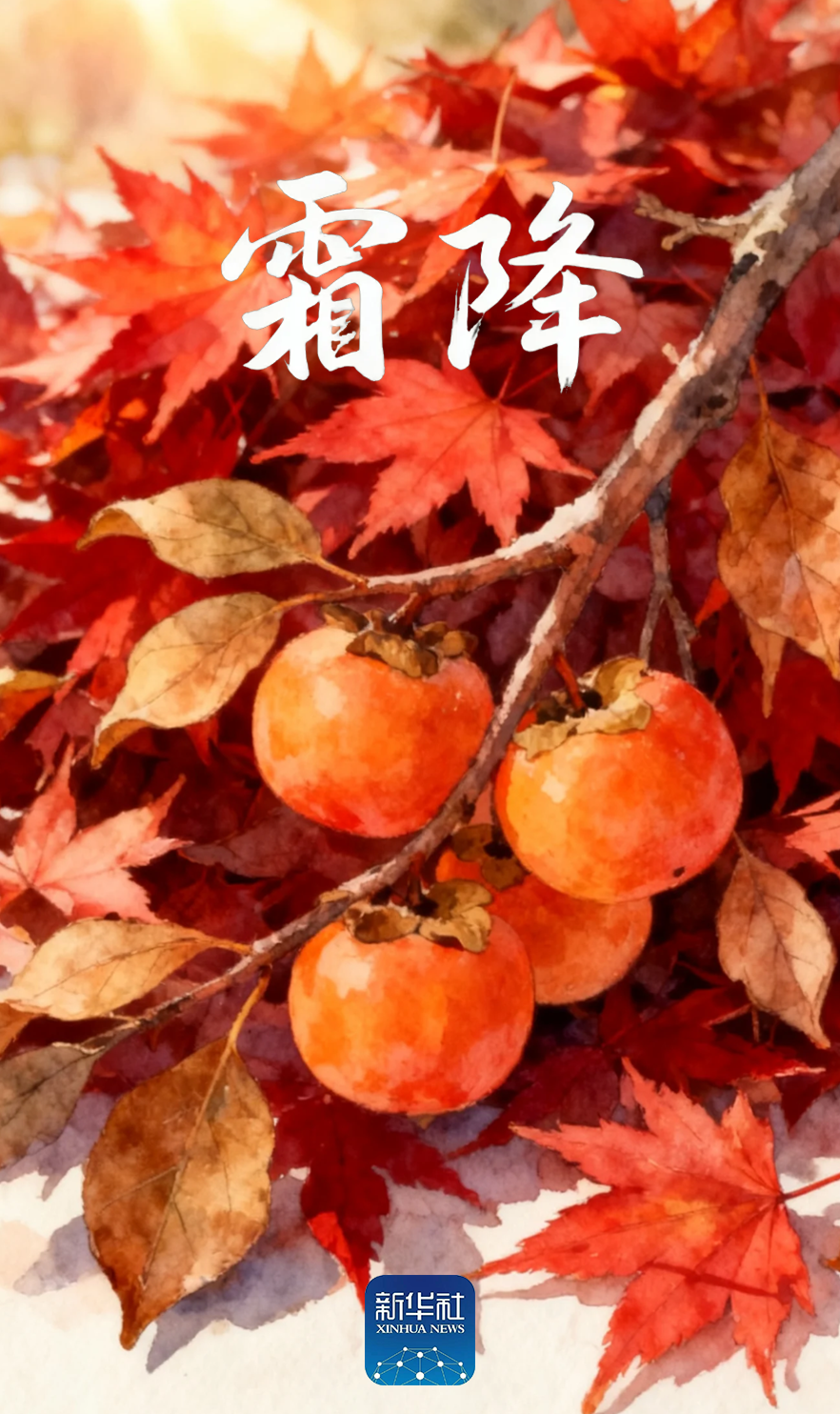 今日霜降！愿你心怀暖阳，幸福安康