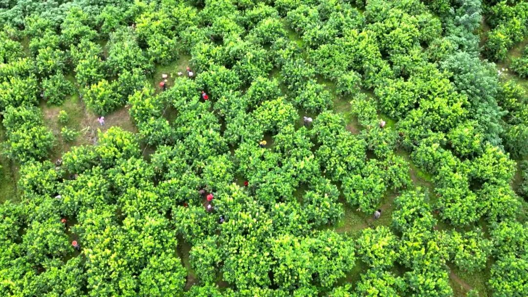 渠县：万亩柠檬迎丰收销售版图再扩容