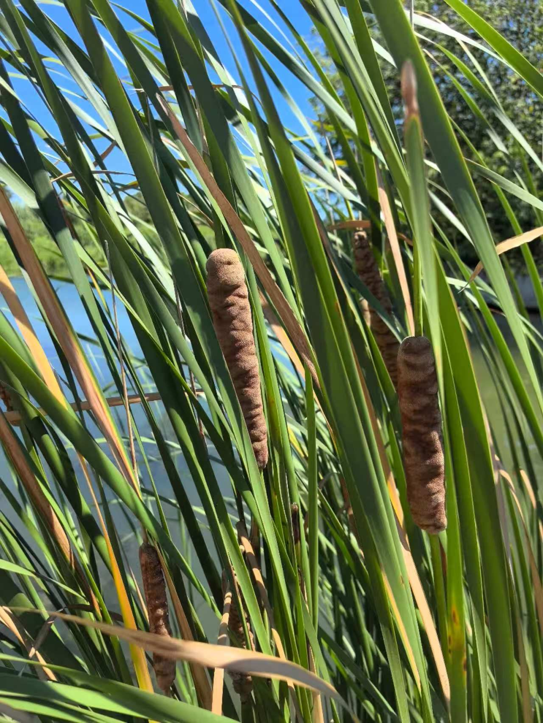 遇到这种“爆炸烤肠”，千万别随便捡回家！