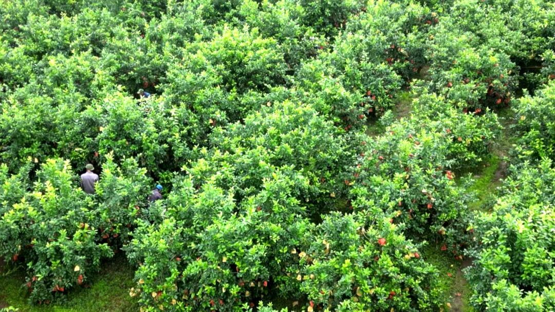 柠檬采摘正当时 一地双收富农家