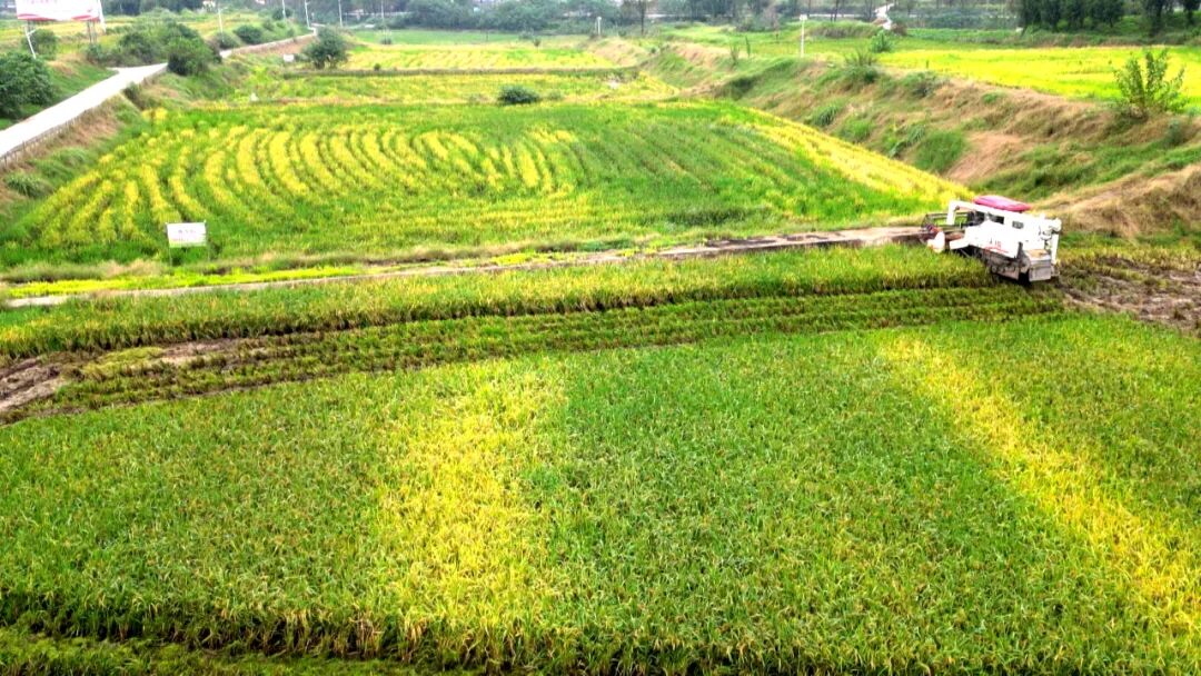 我县11万亩再生稻丰收 最高亩产358公斤