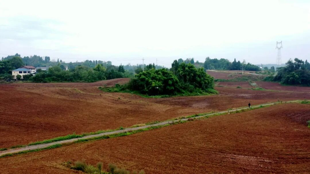 【渠向未来“十五五”】渠县：科技赋能农业  效率与精准双提升