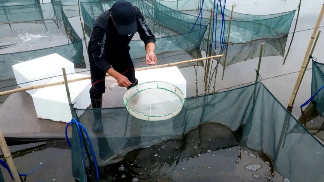 渠县打造“川东早虾”全产业链 推进稻渔综合种养