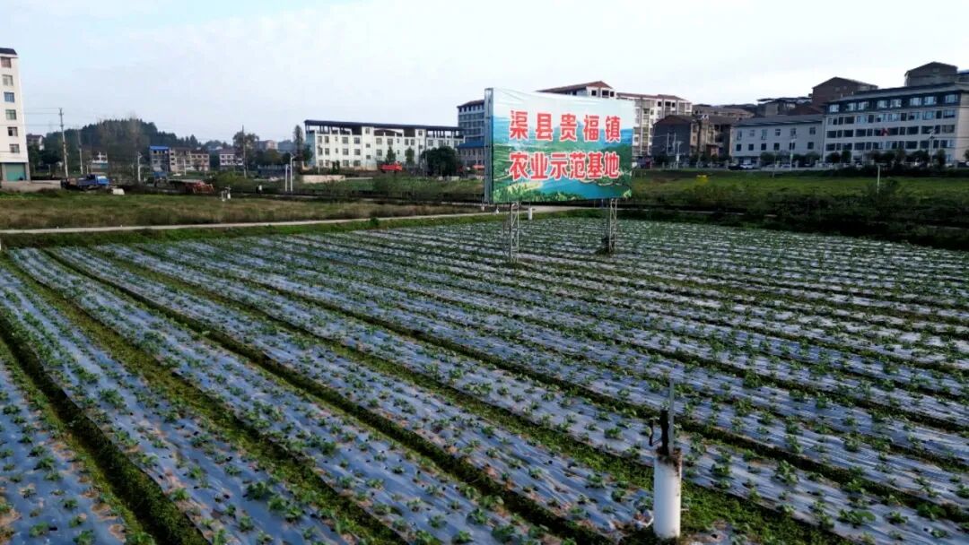 渠县1万余亩莲白丰收采收忙