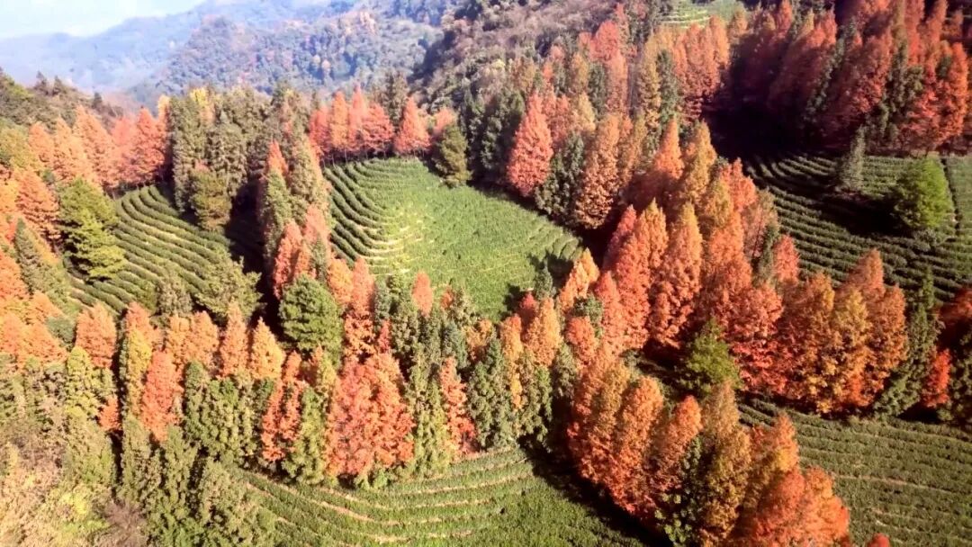 秀岭春天：红韵漫山隅杉林醉客入画来