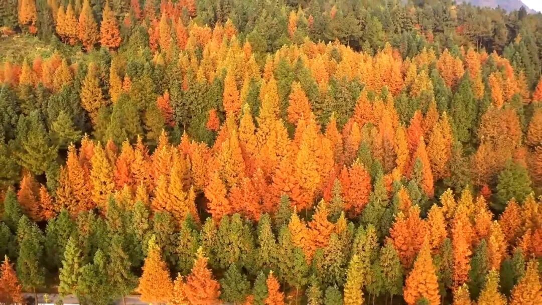 冬日来信｜在渠县秀岭春天，赴一场红叶与茶山的温柔邂逅