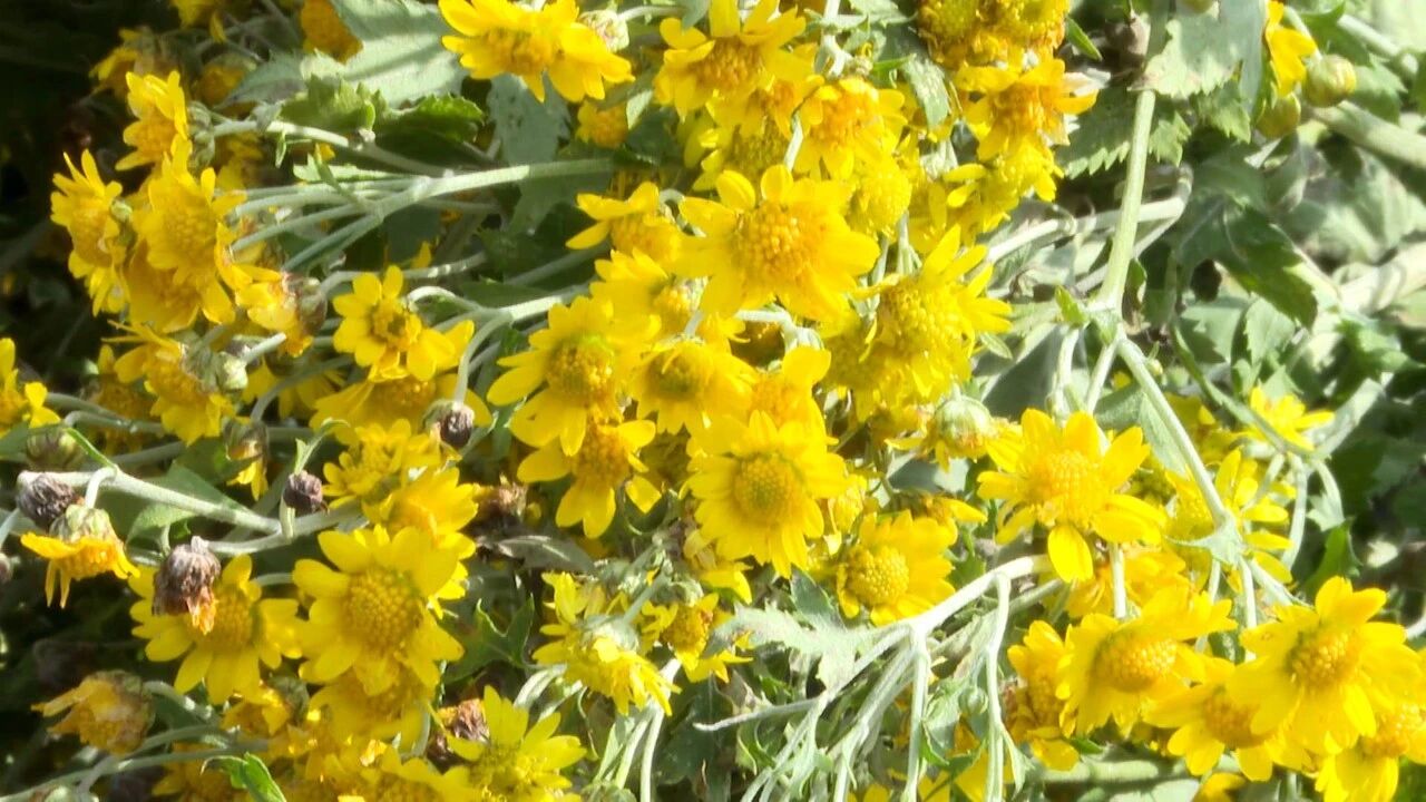 小花虽野，可致远方!渠县千亩金菊绽放振兴希望