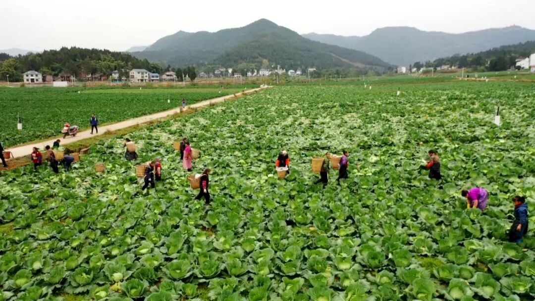 渠县：监督护航产业振兴 田间地头焕发新活力