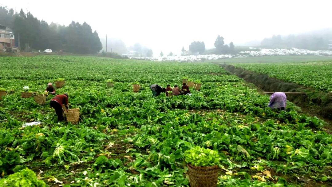 2万亩儿菜丰收 外地客商上门抢鲜