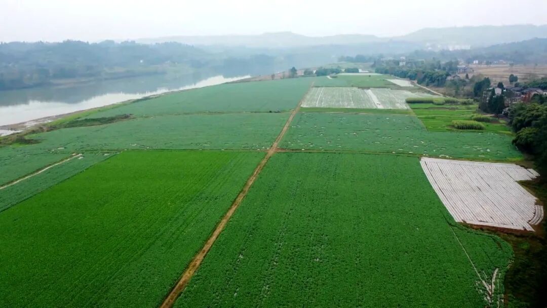 渠县2万多亩沙地萝卜陆续上市 脆甜口感不愁销