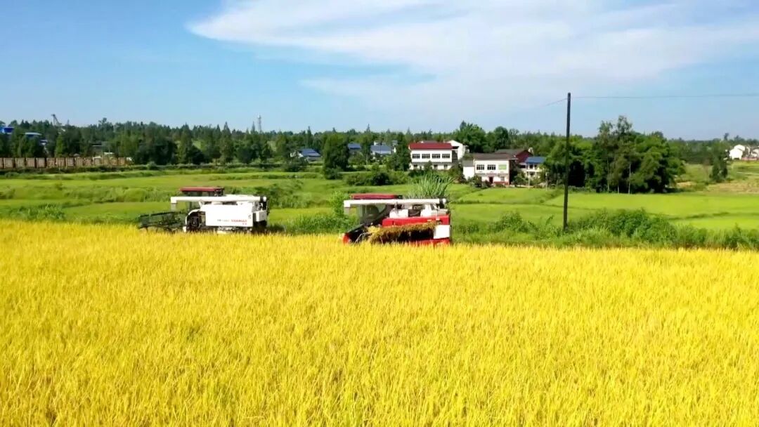 渠县：“四稻并举”铺就丰收路 三农共兴筑牢振兴基