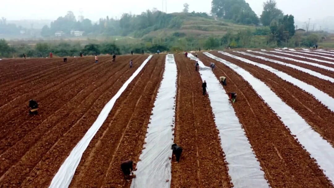 “冬闲田”变“增收田”  渠县18万亩冬洋芋抢种正当时