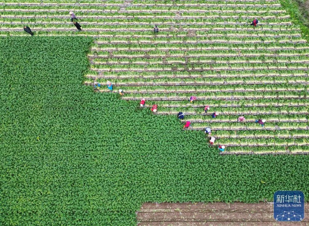 央媒省媒聚焦渠县 | 2万多亩萝卜上市