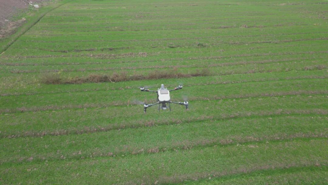 渠县5万亩冬小麦进入越冬关键期 农技服务到田头保苗壮