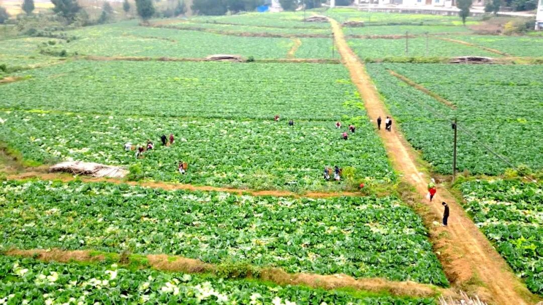 200亩闲置地种出“致富甘蓝”