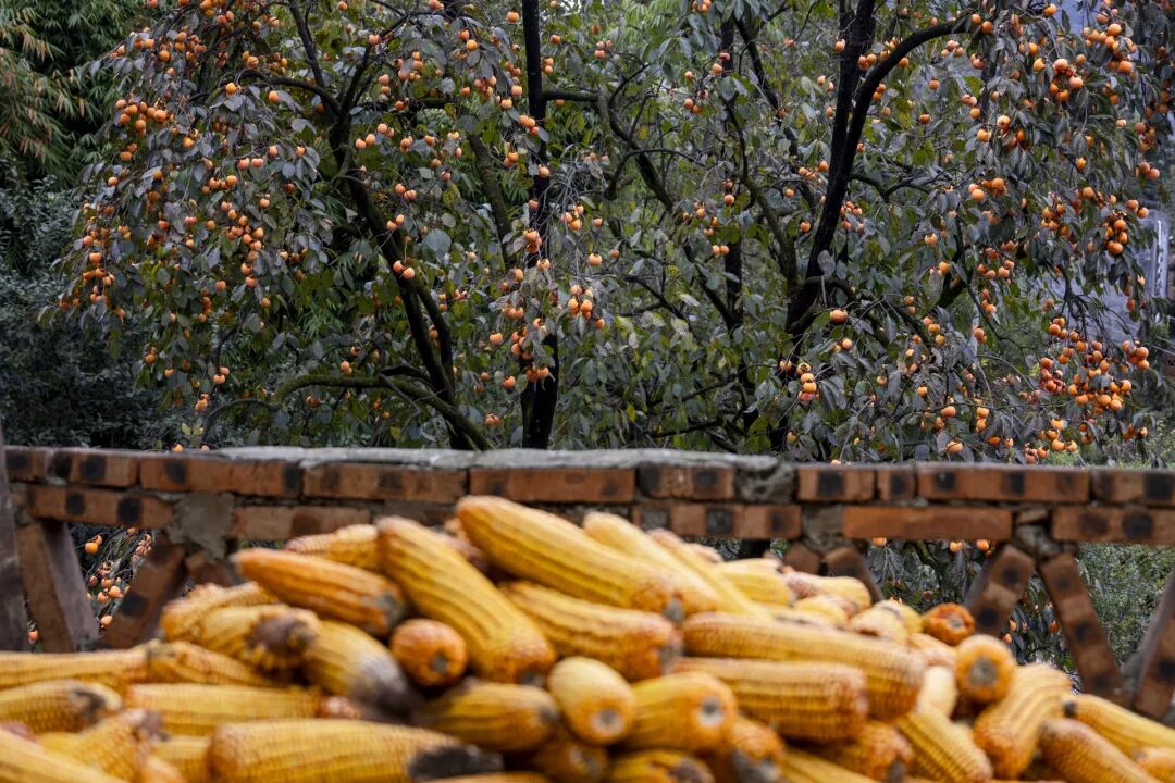 蒸米饭增加一个步骤！血糖稳了，脾胃好了，免疫力也增强了→