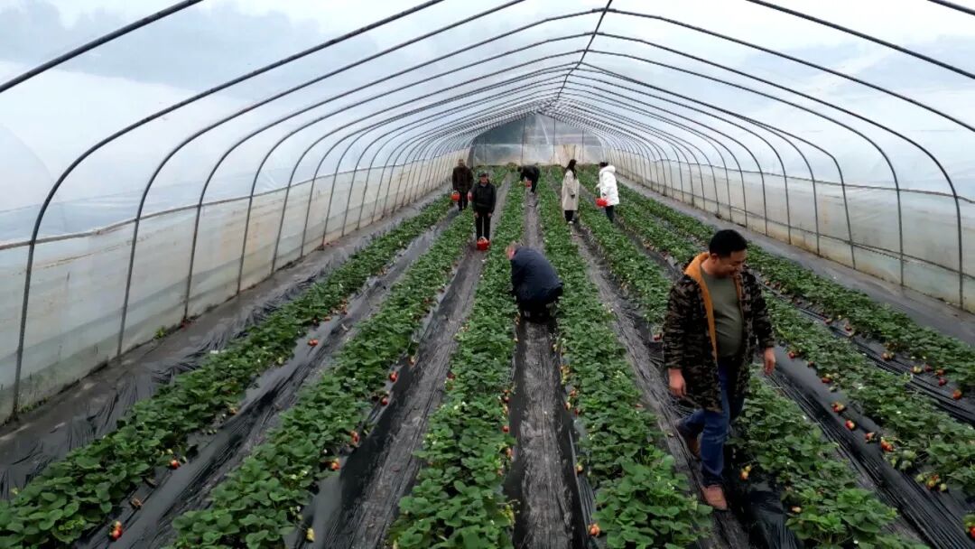 渠北镇草莓园里甜意浓 近享舌尖上的新鲜