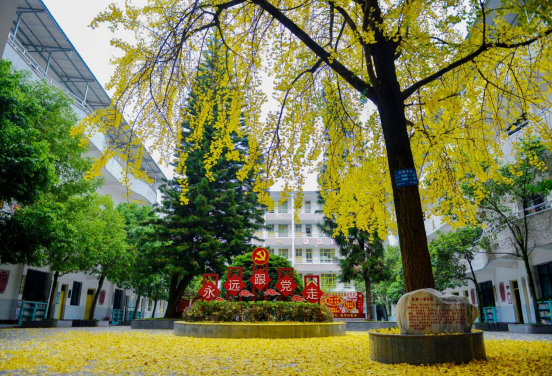 渠县第二小学：四季银杏树