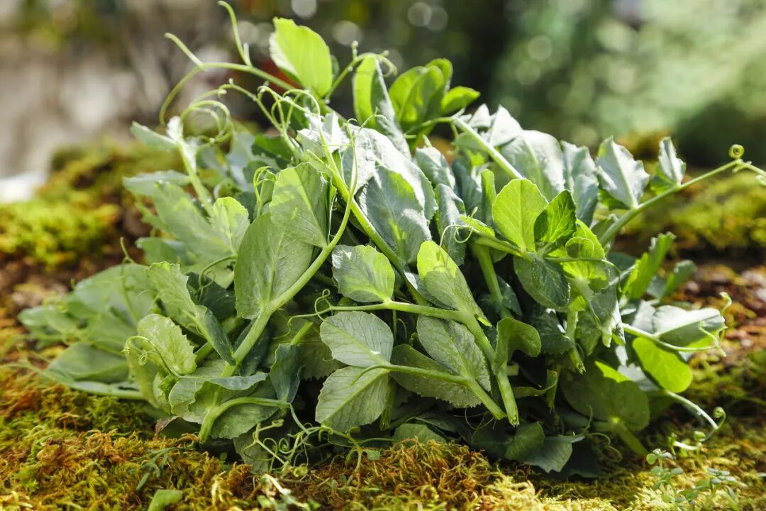 真正的“冬日顶流”！维 C 含量比橙子还高，很多北方人没吃过