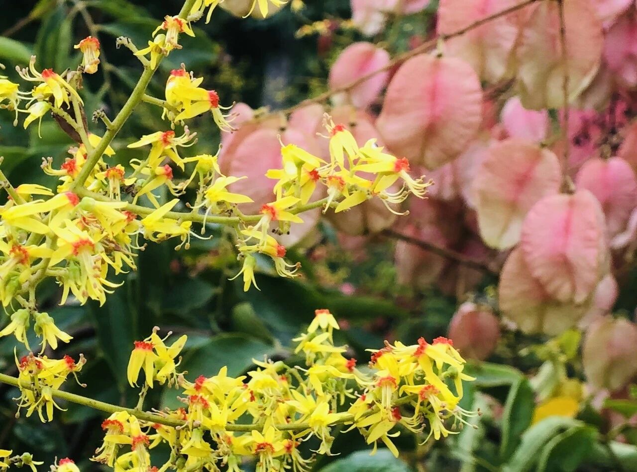 车子千万别停在这种树下啊，会被虫子咬出一个个圆洞！！！