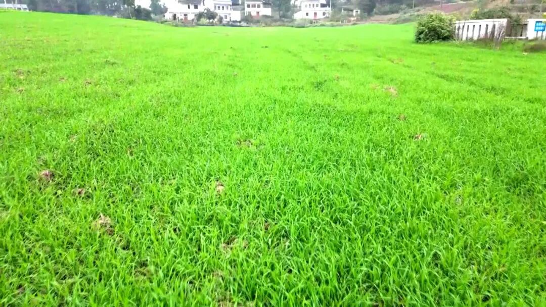 渠县“科技+人工”协同管护 筑牢小麦安全越冬防线