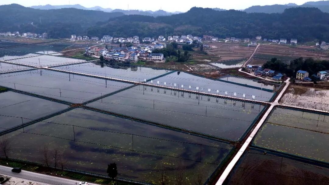 【渠向未来“十五五”】稻虾共生 错峰上市“渠县早虾”抢滩春节市场