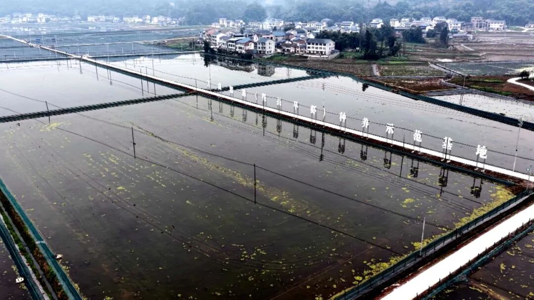 抢“鲜”出圈  6万斤渠县早虾48小时直供大湾区