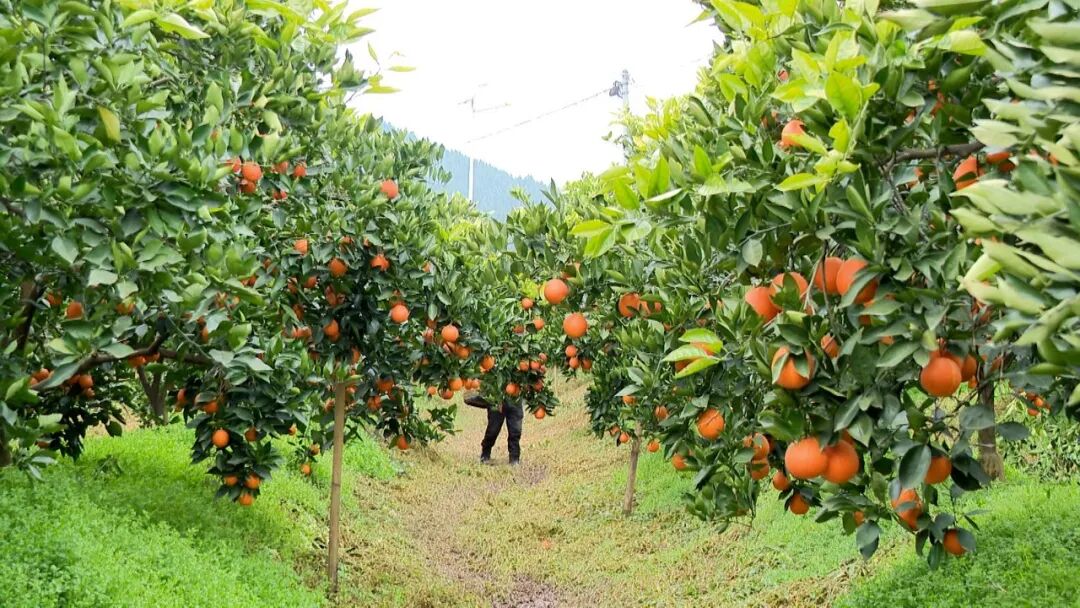 【迎新年 庆新春 乐购嘉年华】“柑”甜迎新春 三板镇“采摘+”模式激活农旅融合新活力