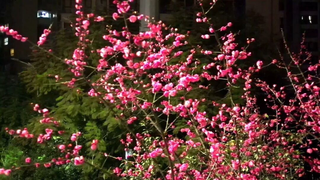 渠城红梅映灯火?灯影照梅红