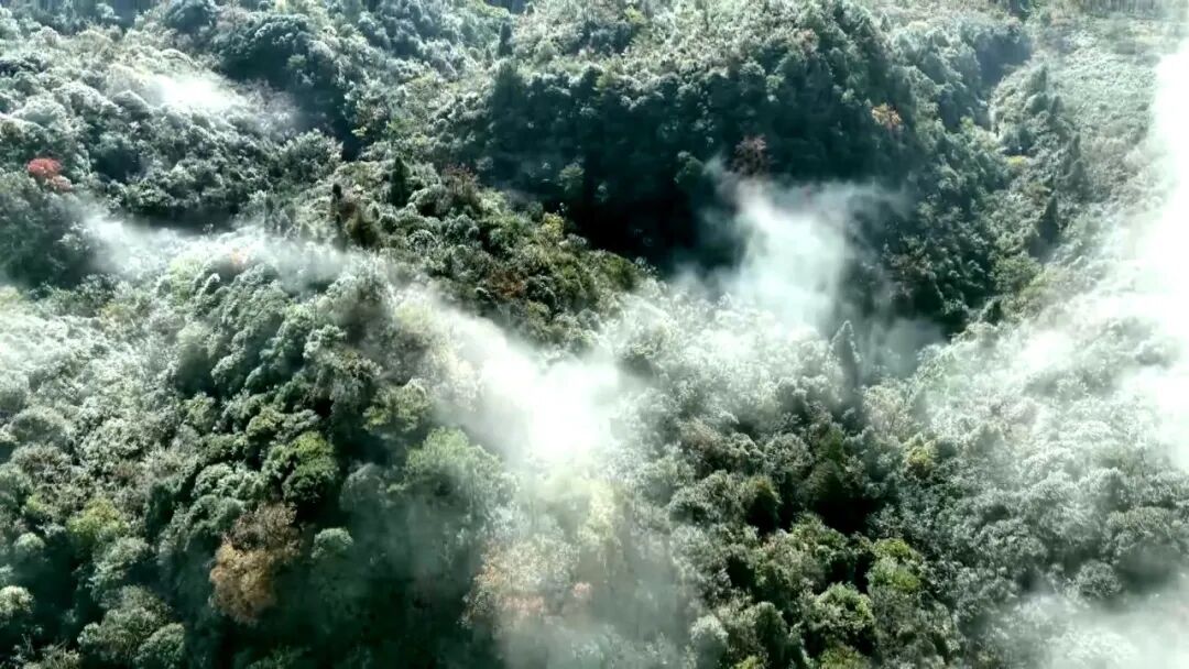 半雾半杉入画来 春日浪漫引君赴