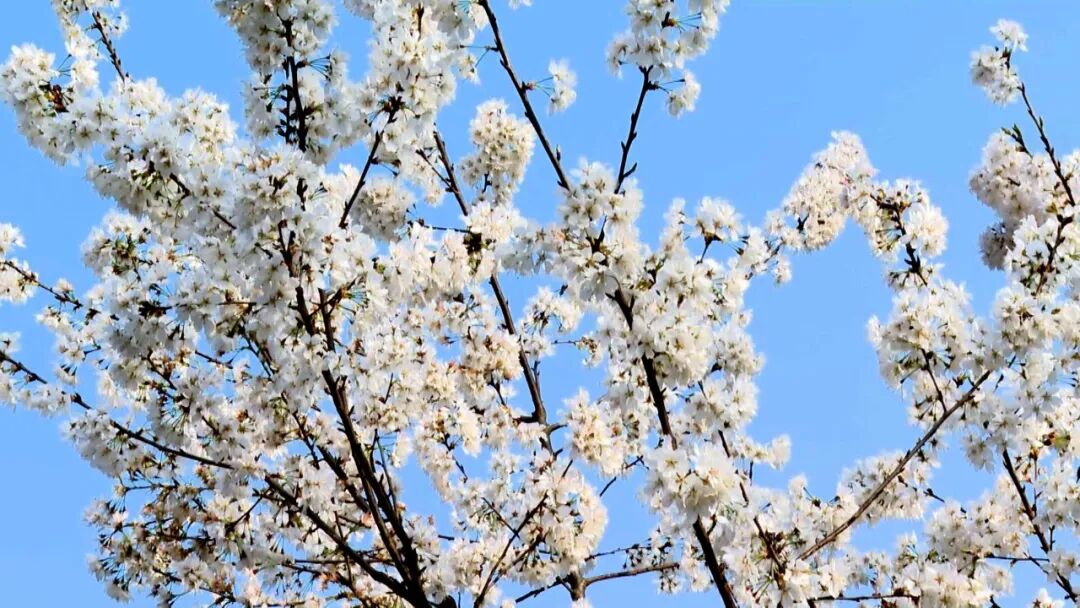 美炸了！渠县樱花惊艳绽放，粉色浪漫刷屏朋友圈！