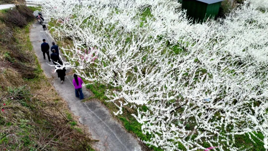 合力镇：李花绽放迎客来 农旅融合促增收