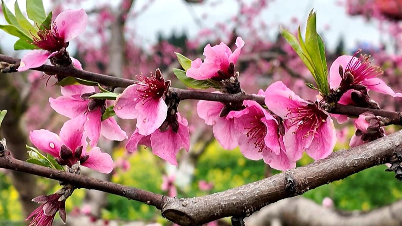 渠县：“以花为媒”打造“春日经济”